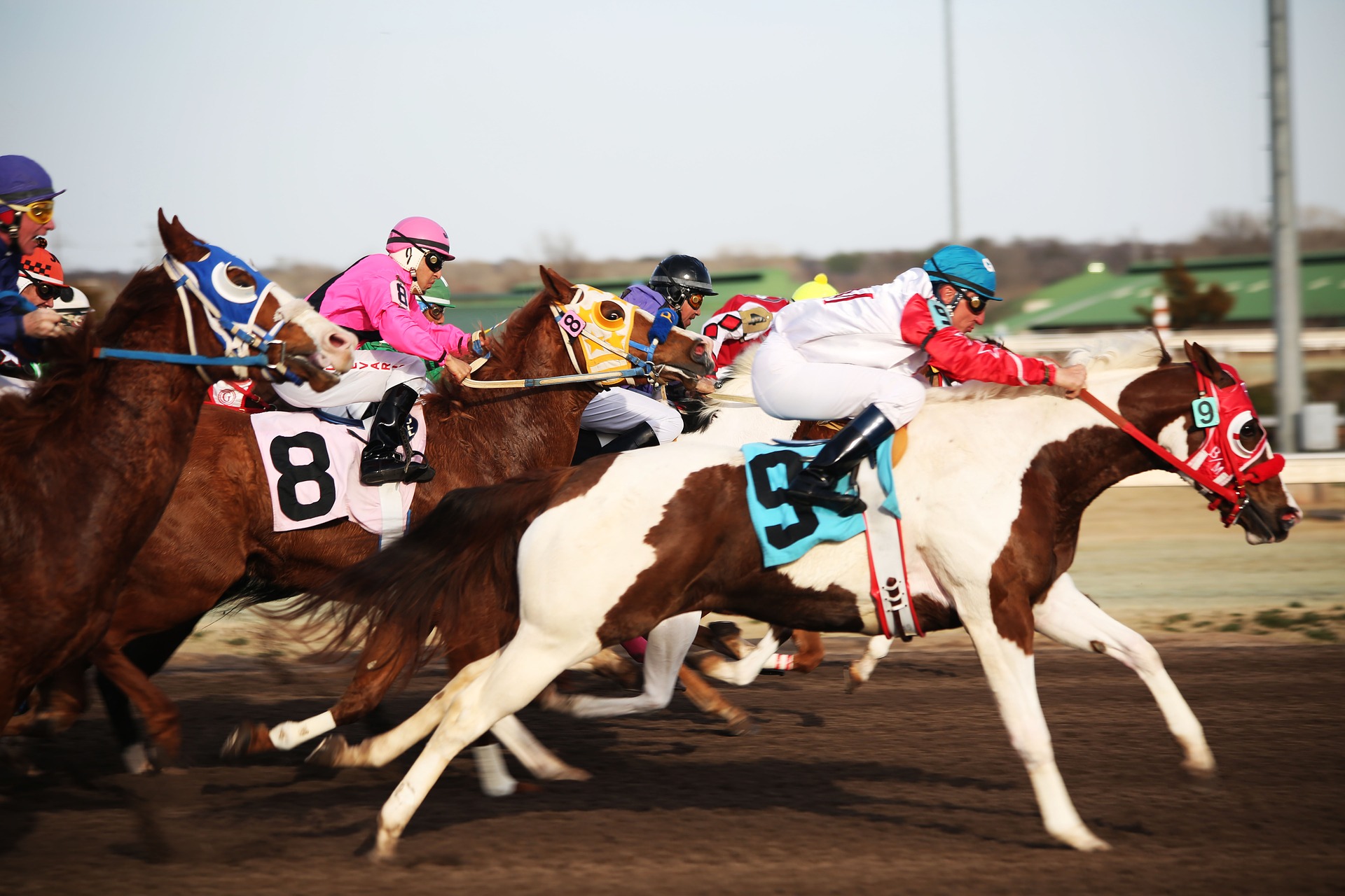 paardenrace