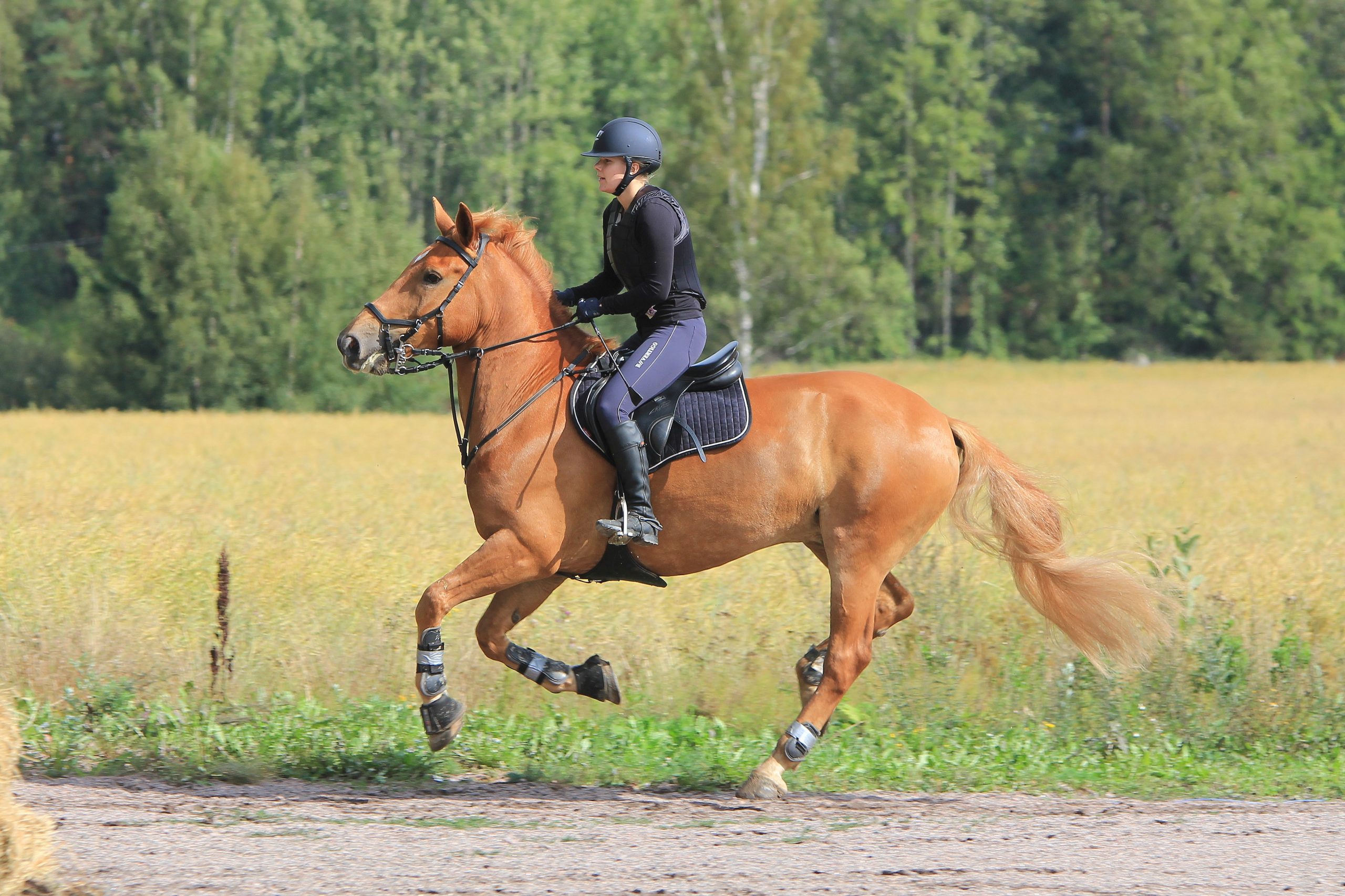 paardenrace