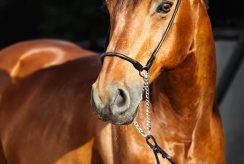 paardenrace