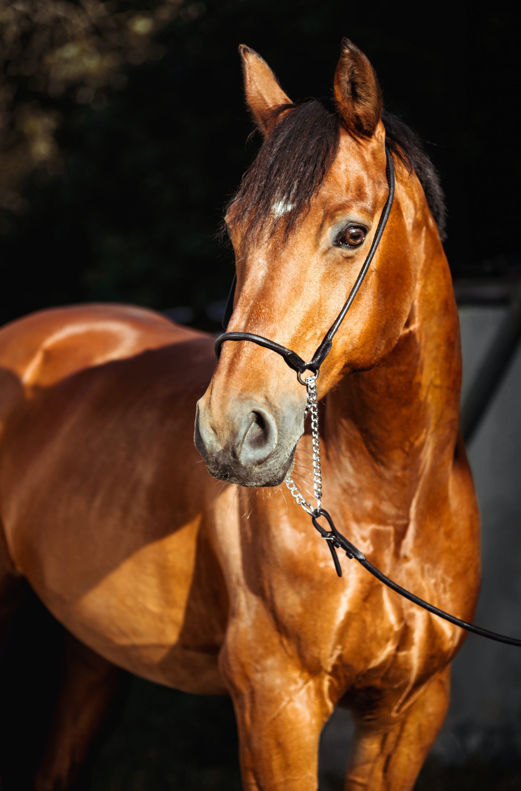 paardenrace